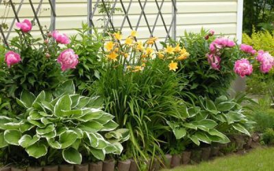 7 Tips for Planting Successful Flower Beds